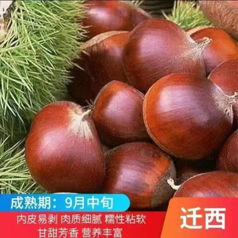 新品种王中王板栗苗果个大易丰产口感软糯香甜好管理