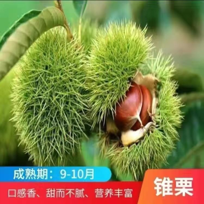 新品种王中王板栗苗果个大易丰产口感软糯香甜好管理