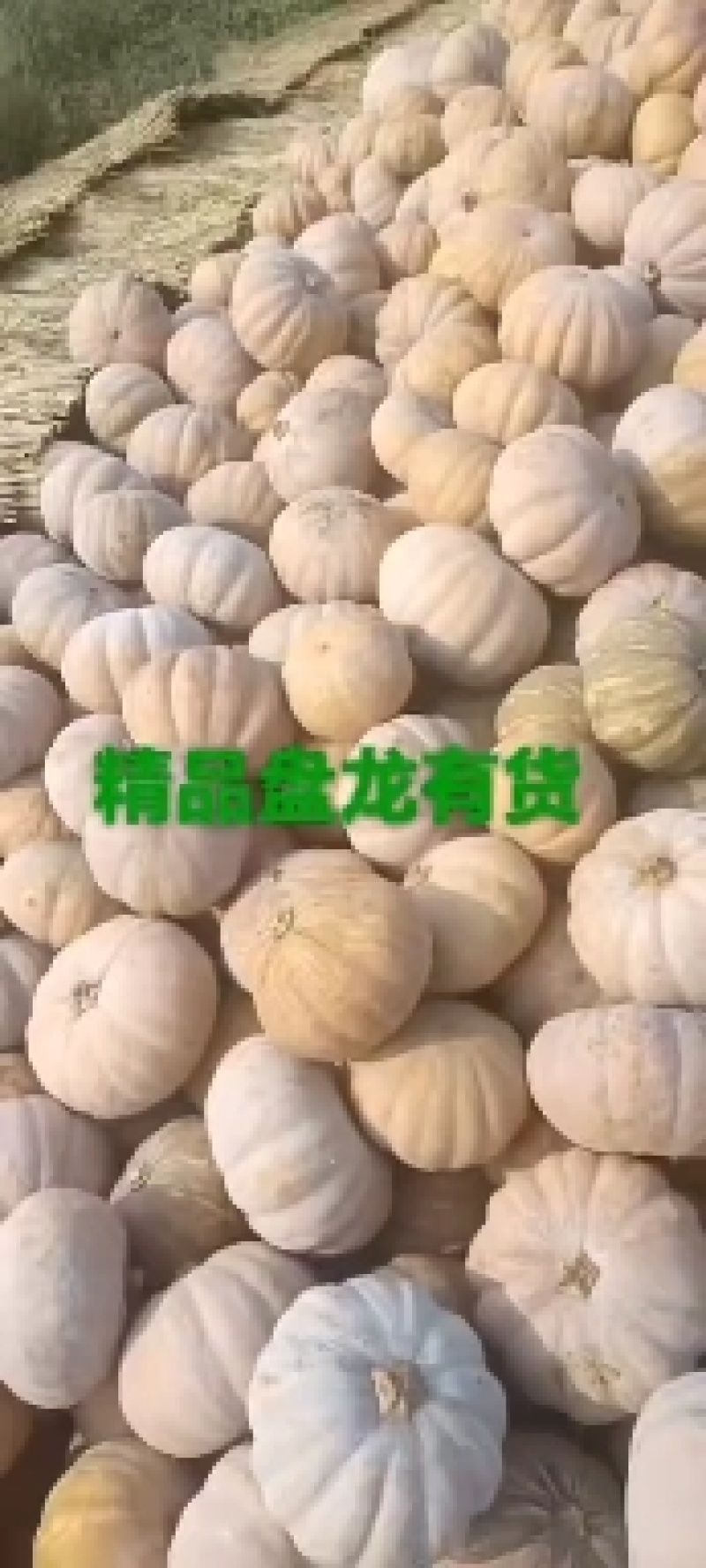 盘龙204全黄精品价格不贵质量很好