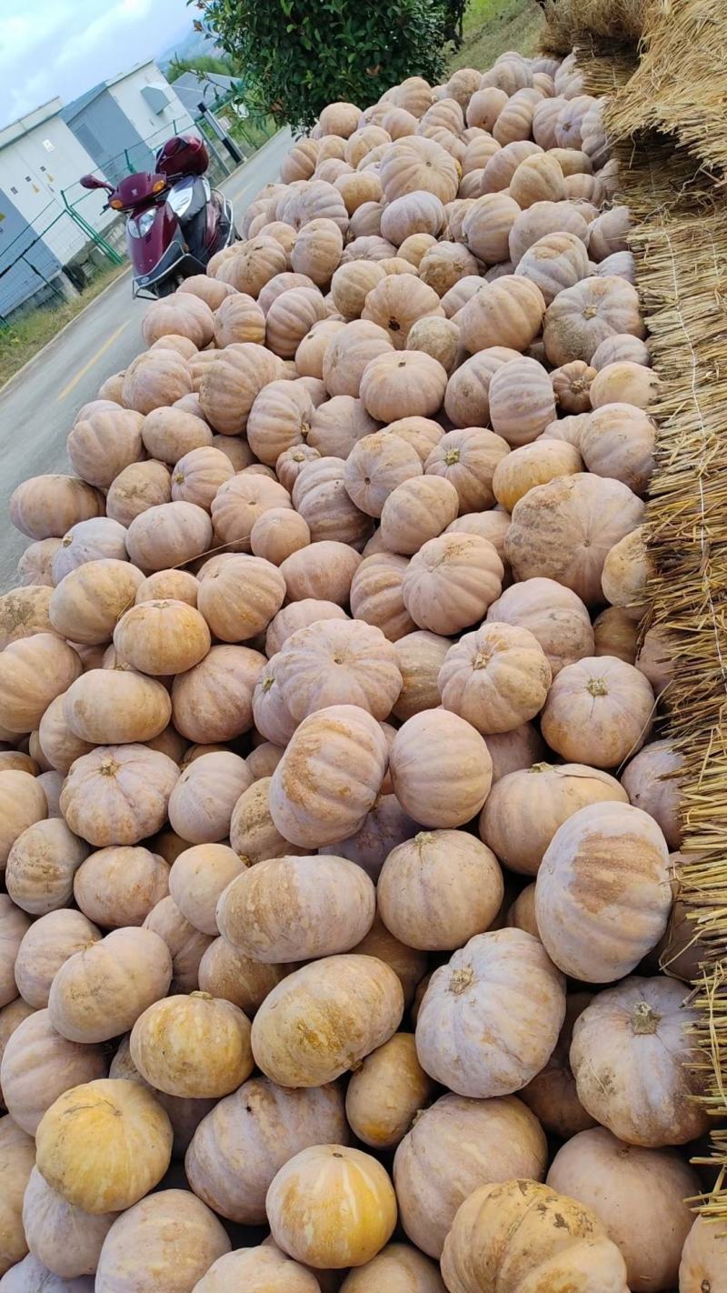 盘龙204全黄精品价格不贵质量很好