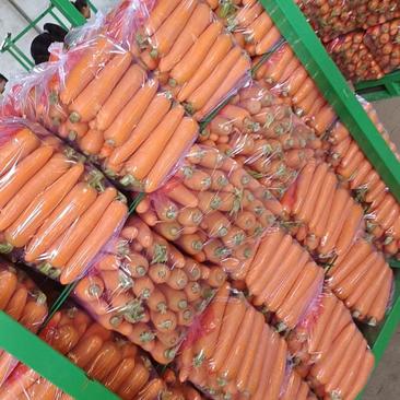胡萝卜，萝卜，提供加工各种包装，承包地块，欢迎致电