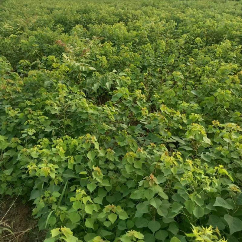 众川生态苗木种植基地乌桕，我们老百姓也叫他卷子树