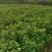 众川生态苗木种植基地乌桕，我们老百姓也叫他卷子树