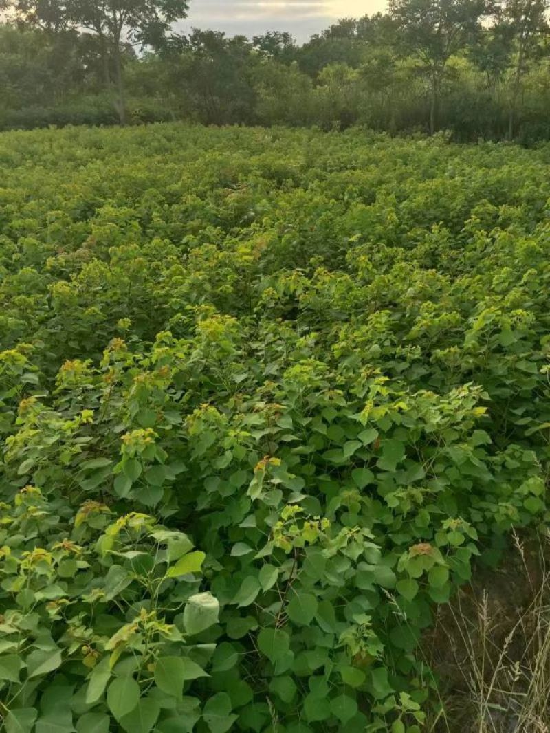 众川生态苗木种植基地乌桕，我们老百姓也叫他卷子树
