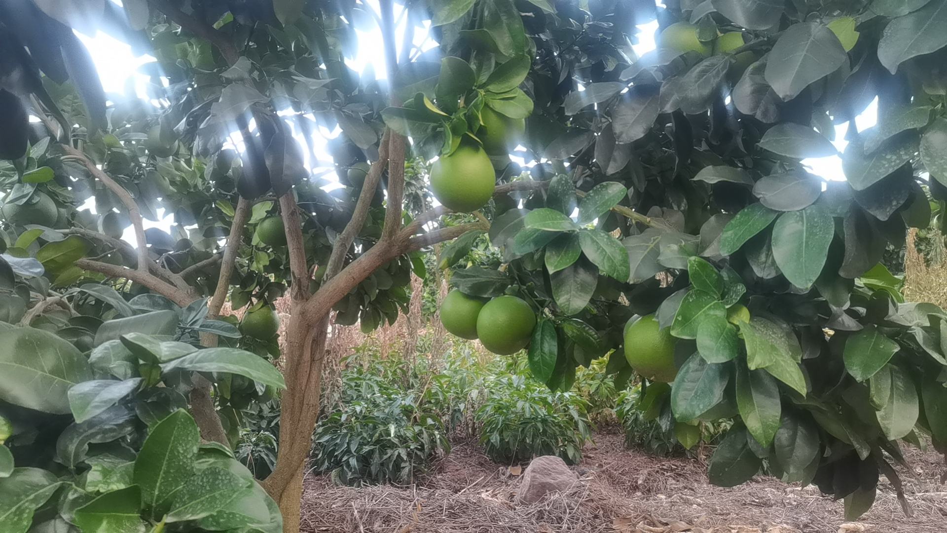 文旦柚与普通柚子对比图