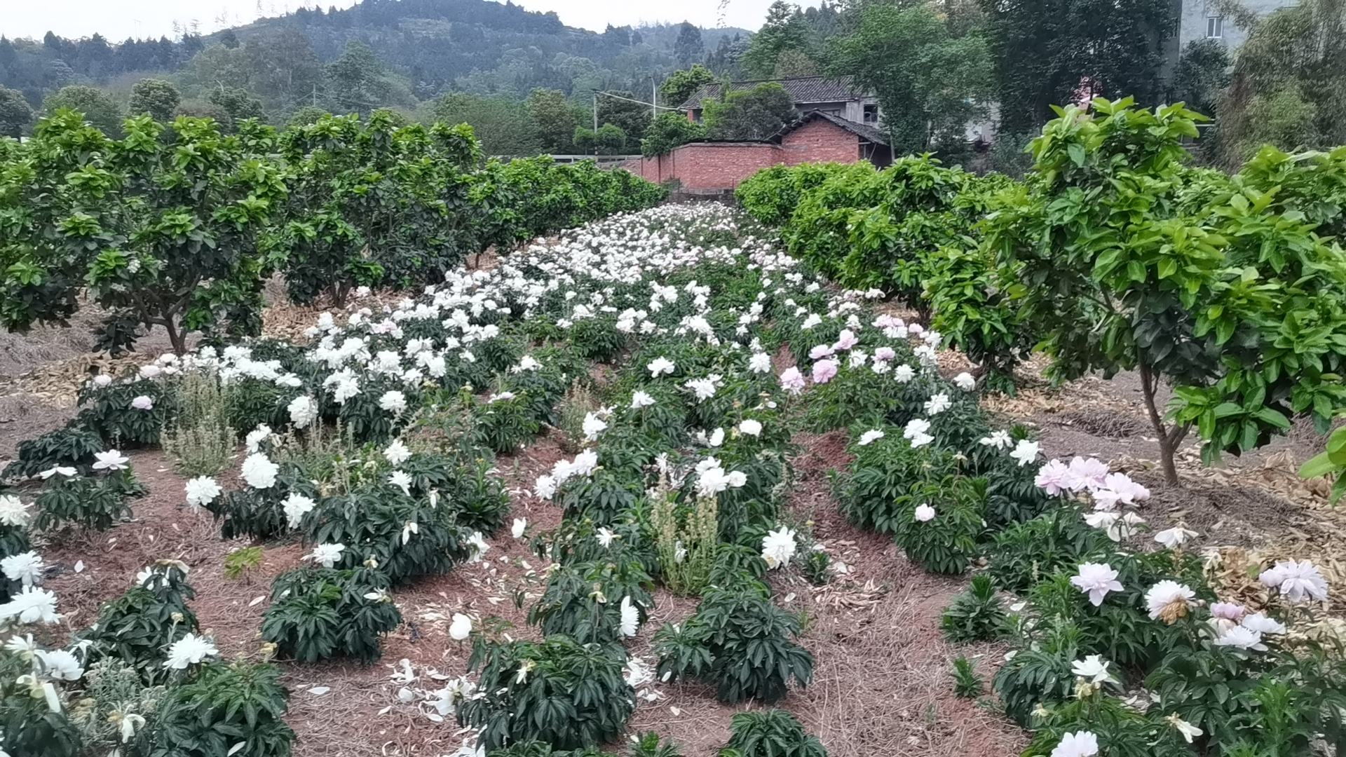 文旦柚果园种植场景