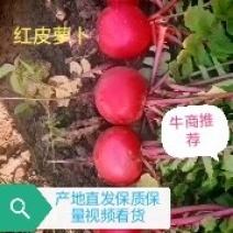 精品红皮萝卜大量上市产地直发欢迎新老客户采购