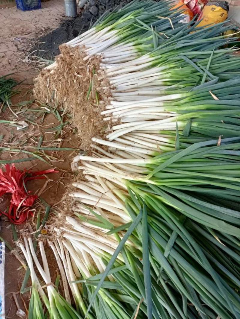 钢葱，铁杆大葱大量上市中，价格便宜，货源充足