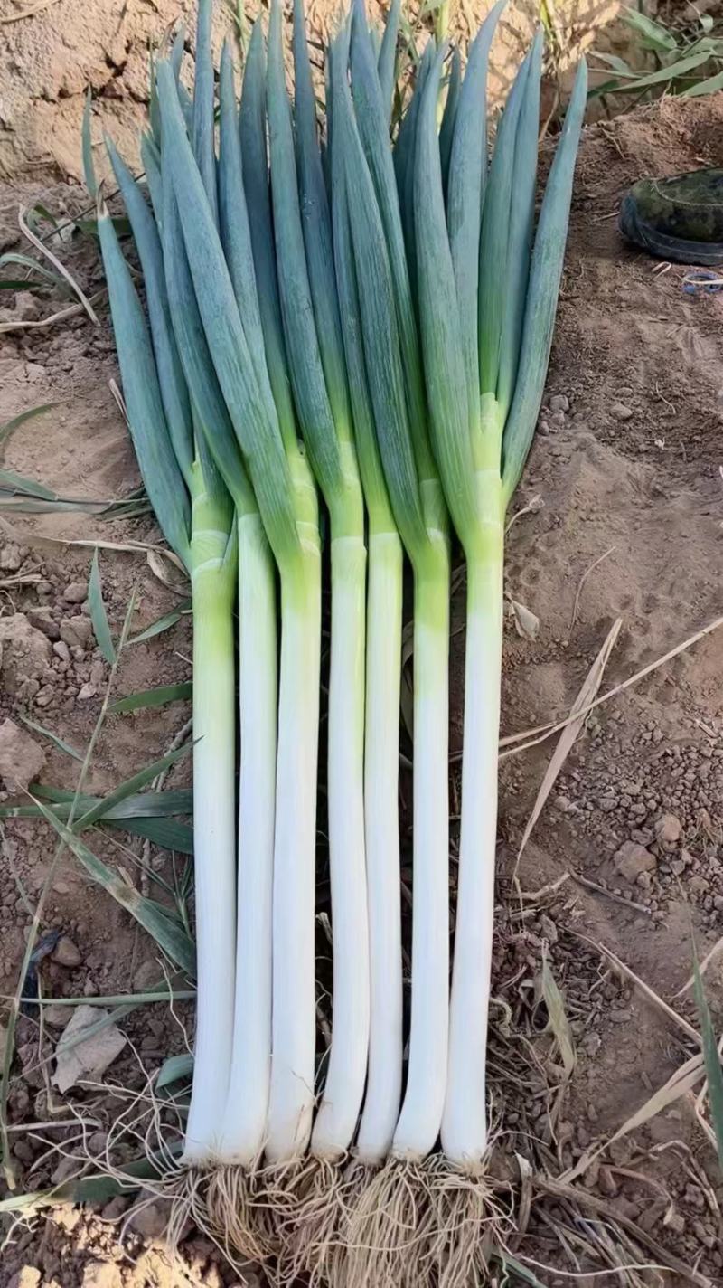 钢葱，铁杆大葱大量上市中，价格便宜，货源充足