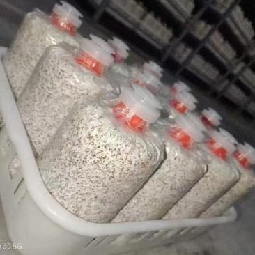 黑皮鸡枞
