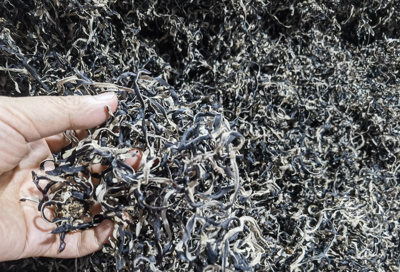 毛木耳的特写图片