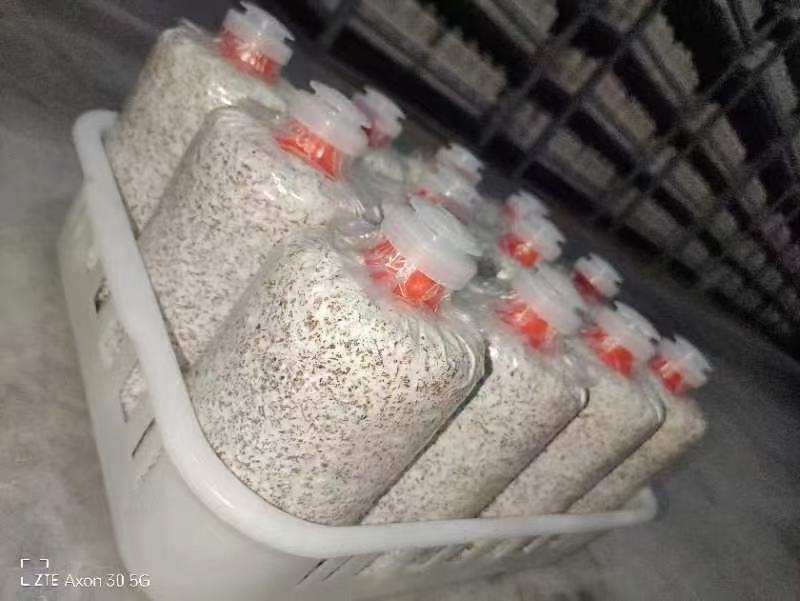 黑皮鸡枞