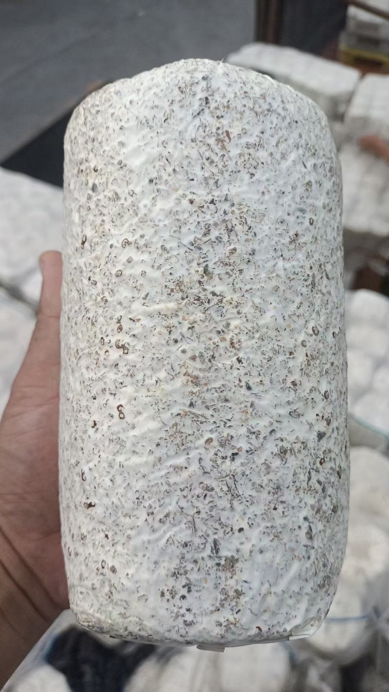 黑皮鸡枞