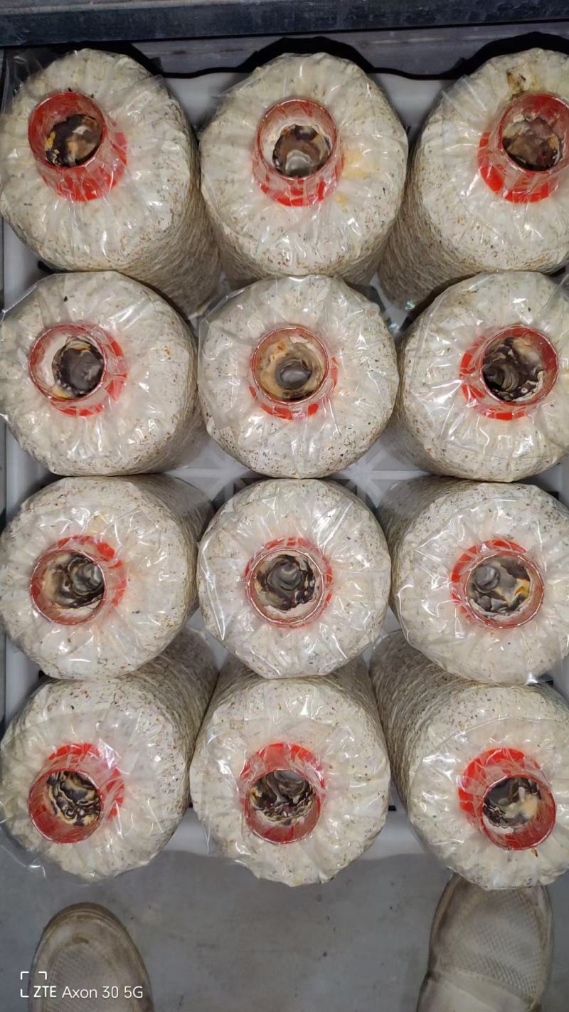 黑皮鸡枞