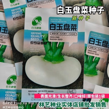 温州盘菜种籽盘菜种子浙江大盘菜种盘菜头秋季冬季萝卜蔬菜