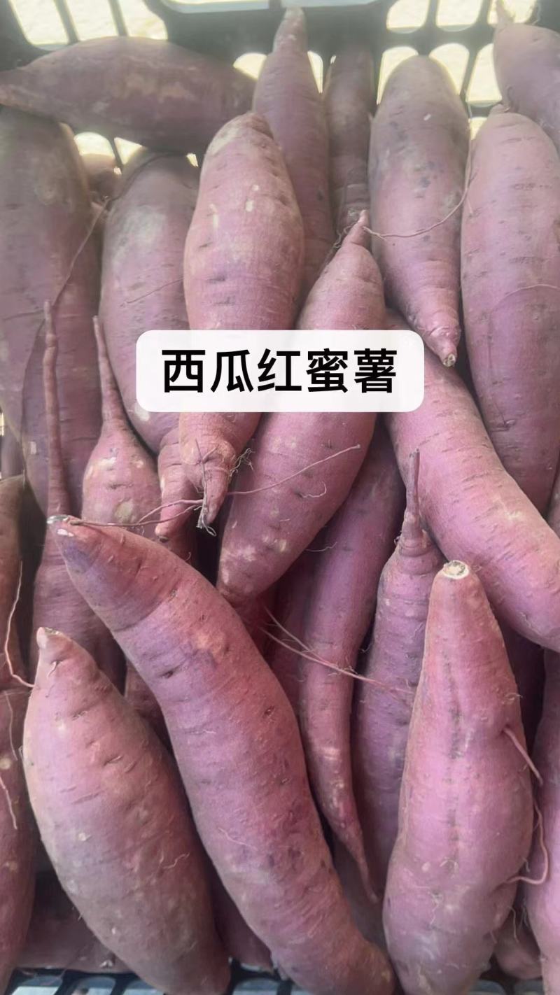 西瓜红蜜薯