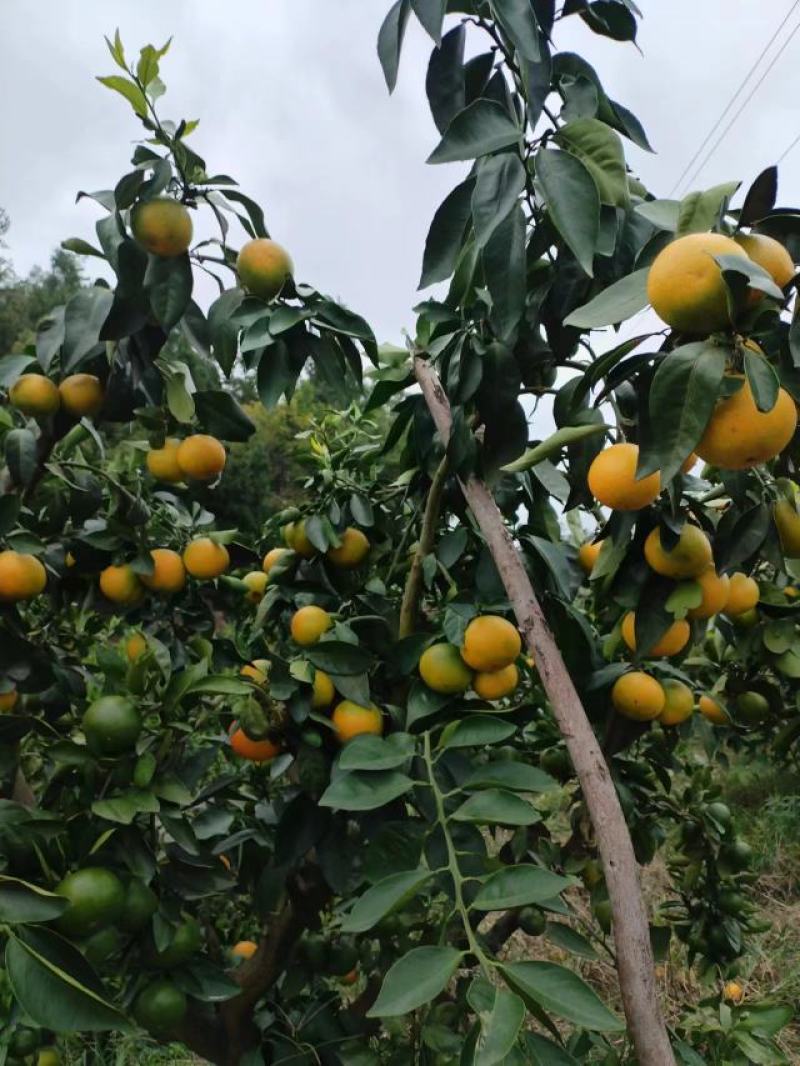 爱媛38果冻橙果大皮薄多汁口感甜产地一手货源大量供应