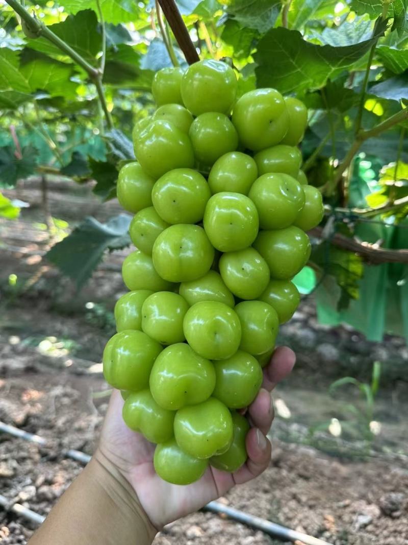 阳光玫瑰葡萄，纸袋，香味浓，蜜甜，串型好看，含糖量高