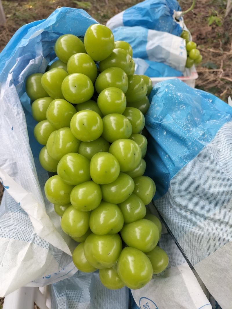 阳光玫瑰葡萄，纸袋，香味浓，蜜甜，串型好看，含糖量高