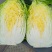 黄心白菜