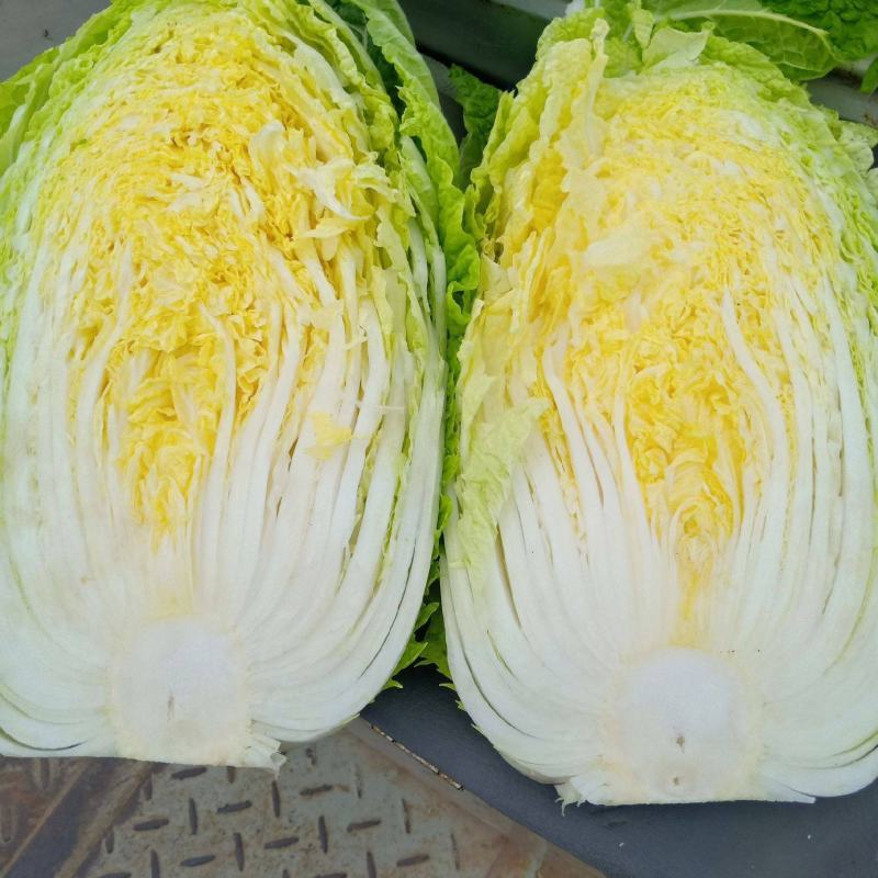 黄心白菜