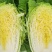 黄心白菜