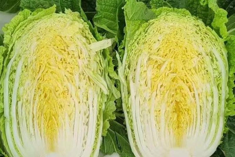 黄心白菜