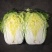 黄心白菜