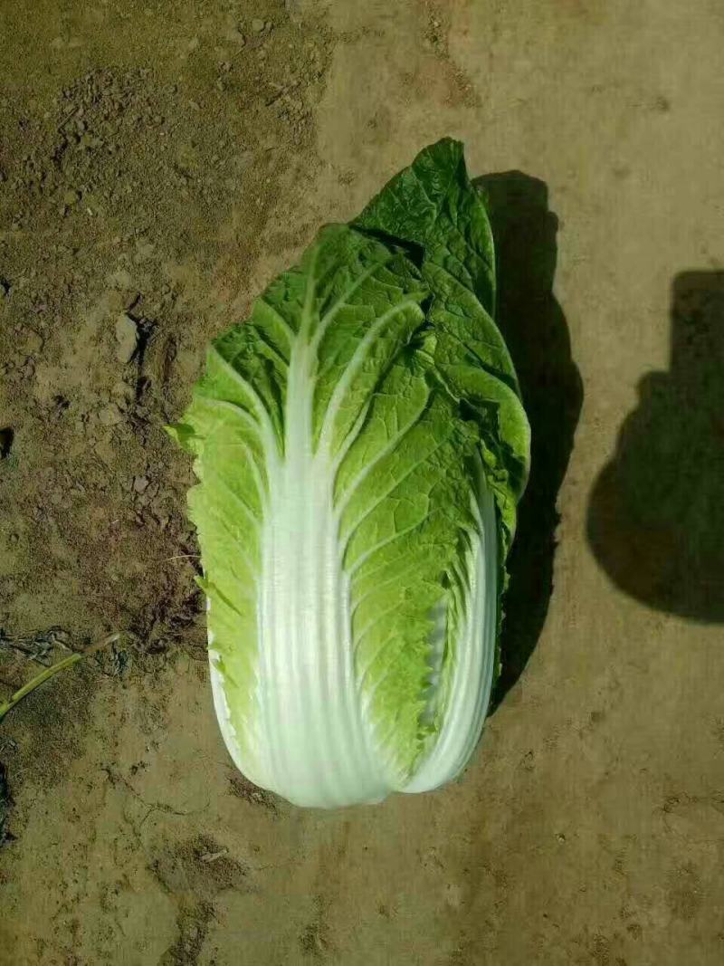 黄心白菜