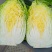 黄心白菜