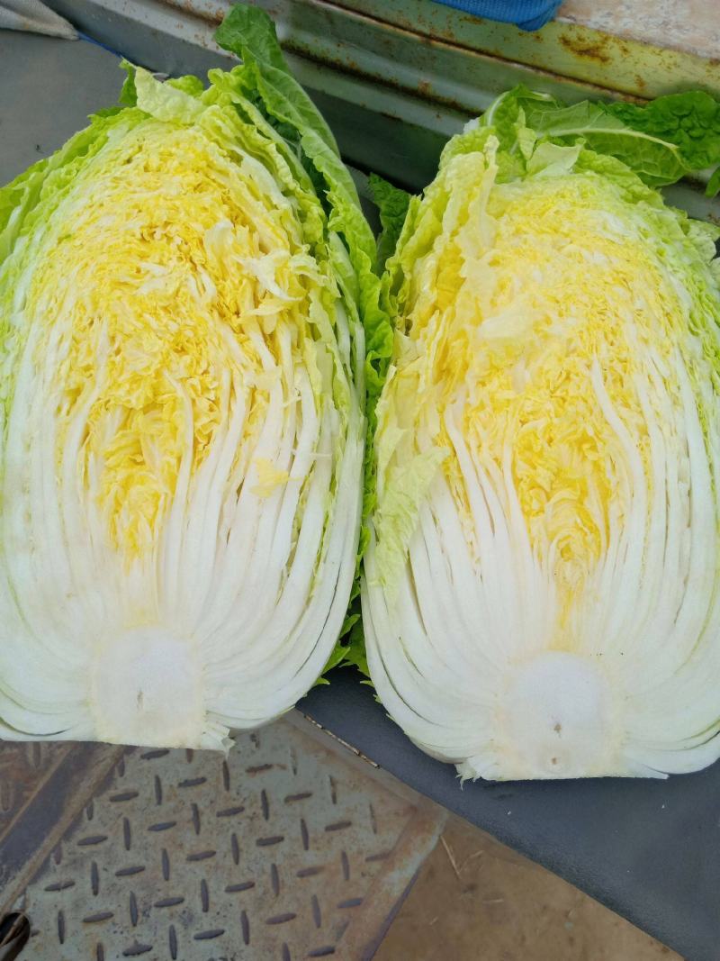 黄心白菜