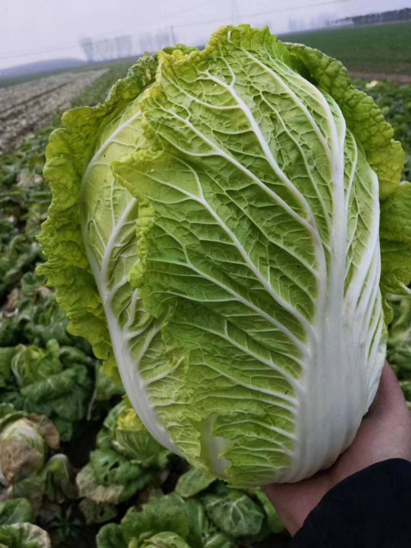 黄心白菜