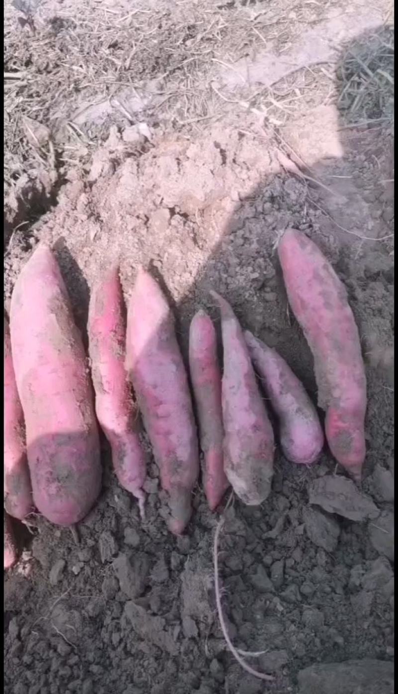 红薯大量上市品质保证质量上乘支持视频看货欢迎来电