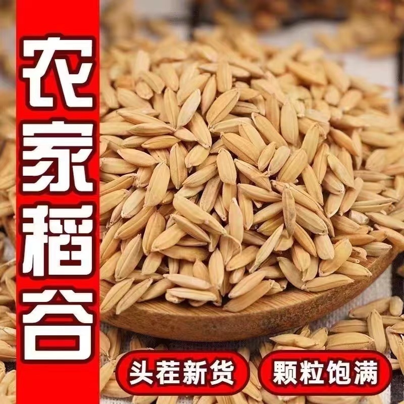 河南稻谷产地直发货源充足一手货源供应全国市场