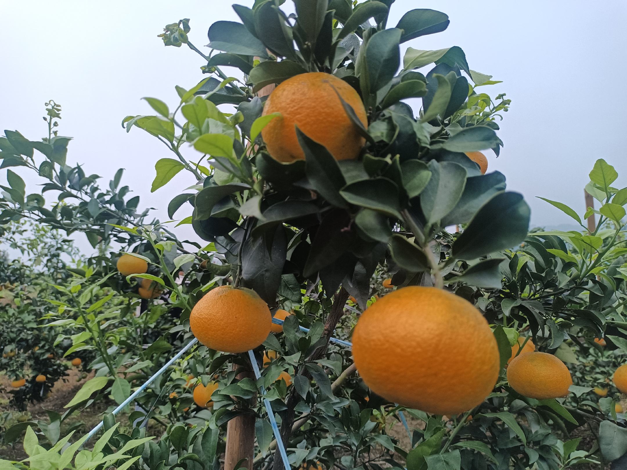 一颗成熟的爱媛果冻橙,表皮呈橙红色,光滑有光泽,果形圆润饱满,切开后果肉晶莹剔透,汁水充盈,呈现出半透明果冻状质地,背景为自然果园环境 爱媛果冻橙特写
