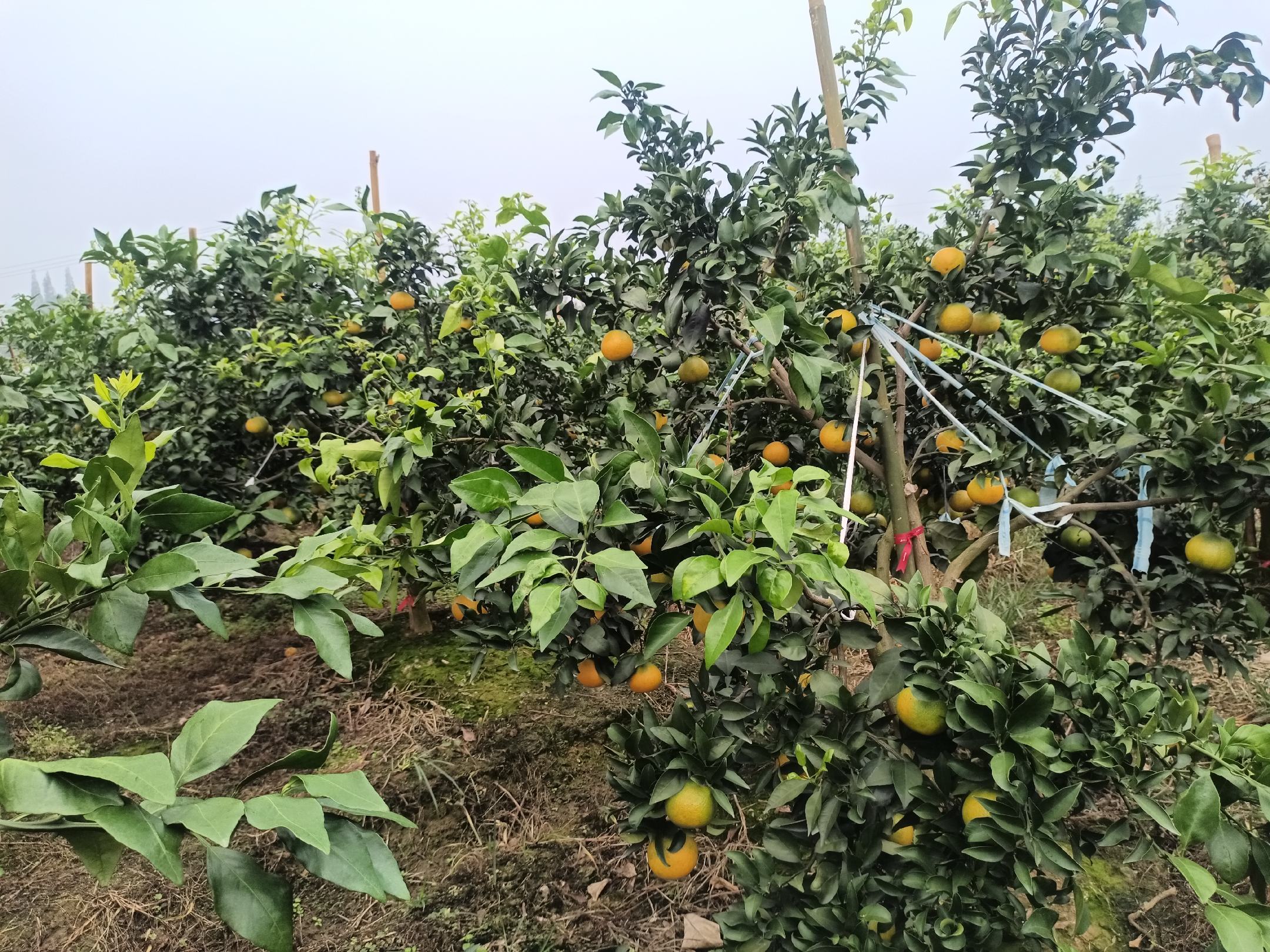 爱媛橙果园实景图