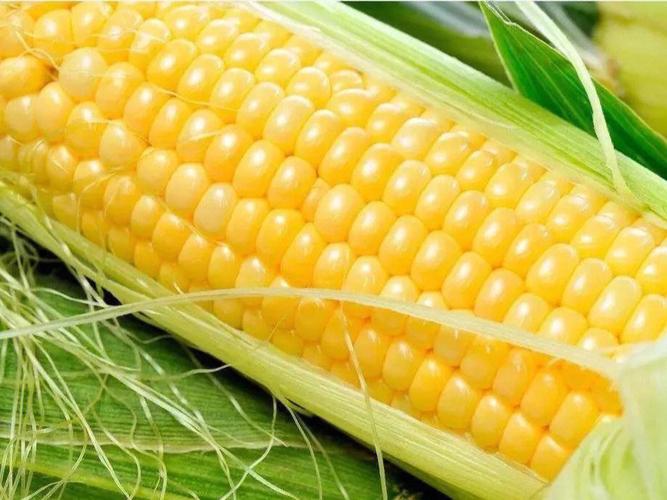 水果玉米切开露出金黄颗粒
