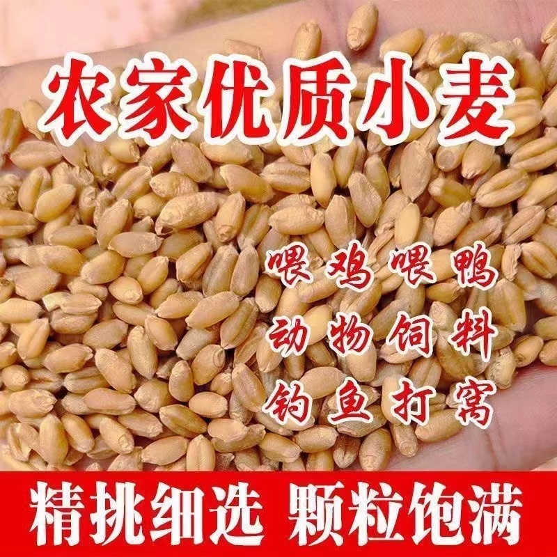 河南小麦大量新货高筋保质保量供应全国市场批发商