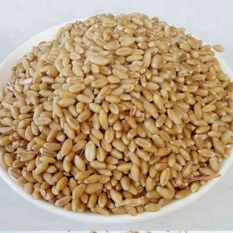 河南小麦大量新货高筋保质保量供应全国市场批发商
