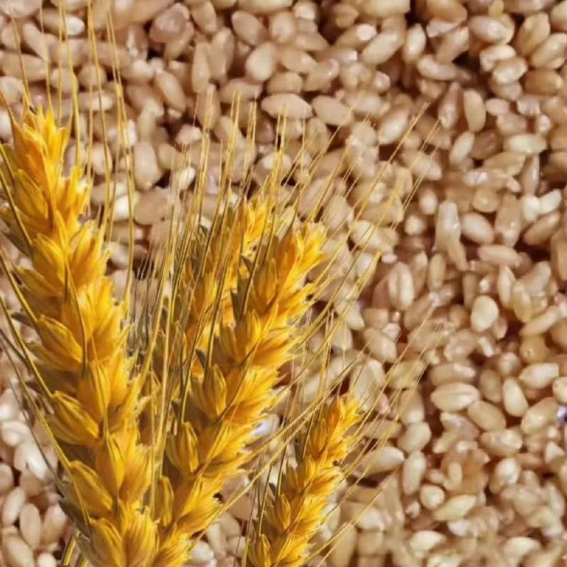 河南小麦大量新货高筋保质保量供应全国市场批发商