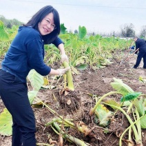 山东8520毛芋头口感软糯产地直发稳定供应全国各大