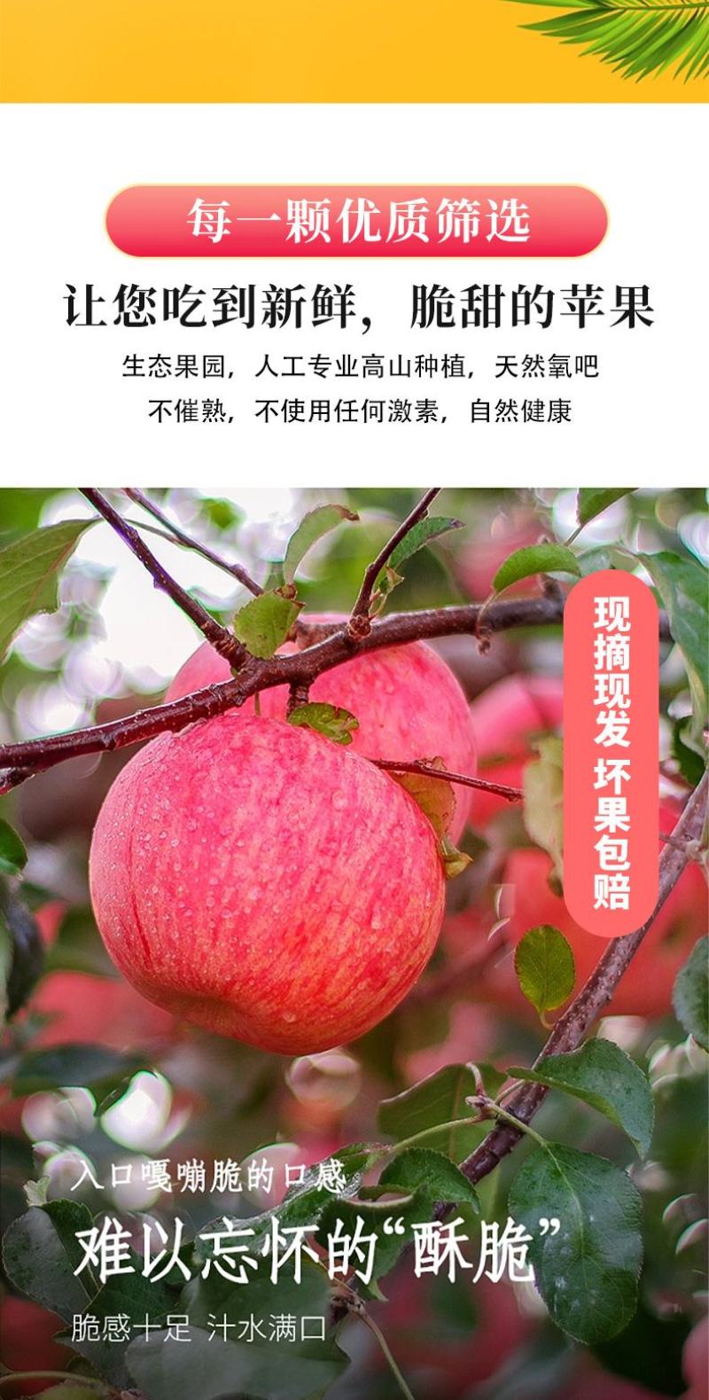 甘肃天水秦安红富士苹果新鲜水果脆甜多汁皮孕妇吃产地直发