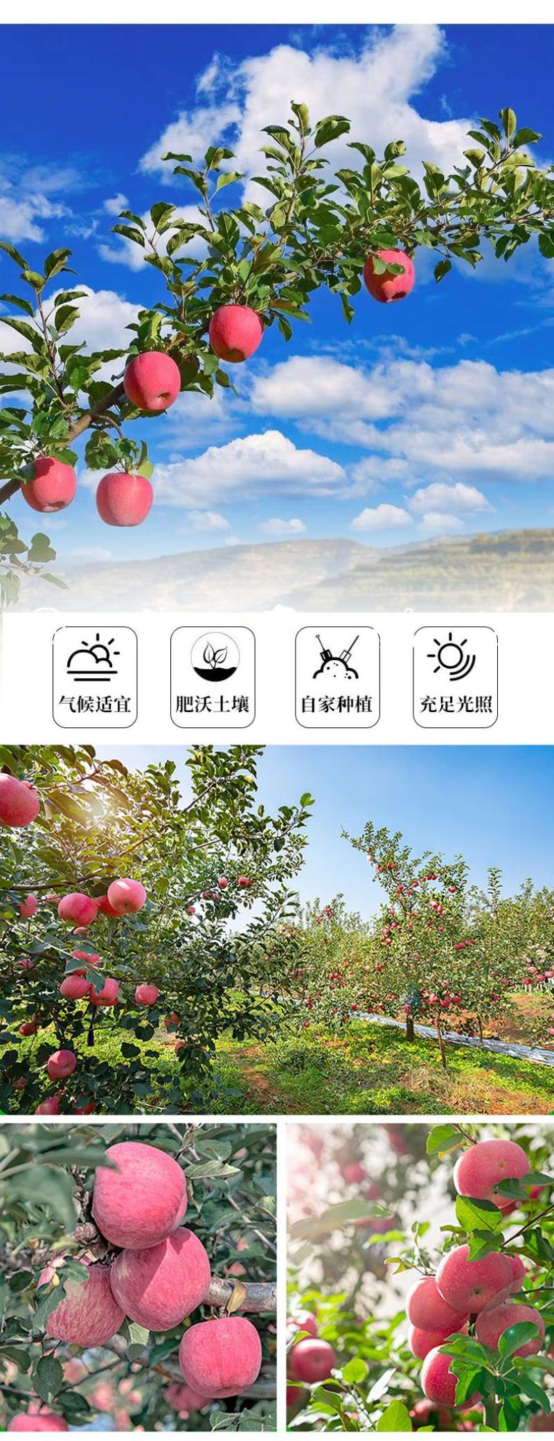 甘肃天水秦安红富士苹果新鲜水果脆甜多汁皮孕妇吃产地直发