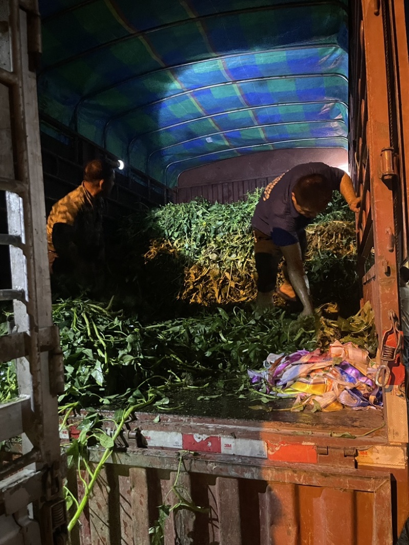 玉林空心菜可旱改水坡地空心菜