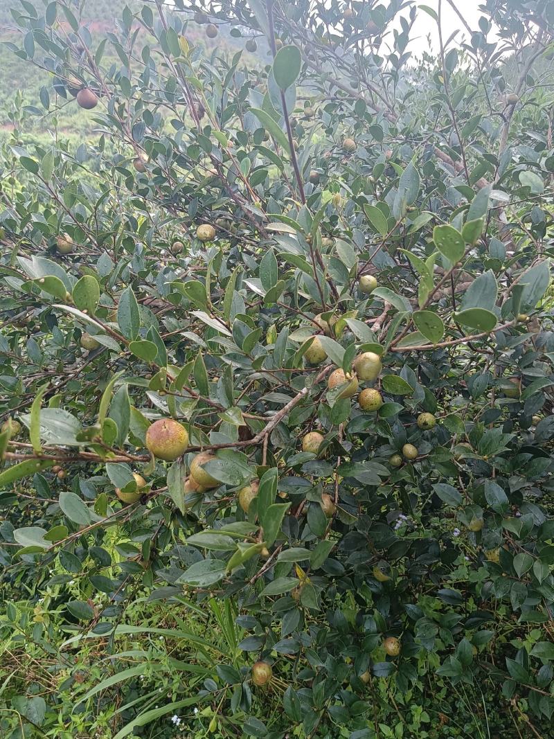 油茶鲜果