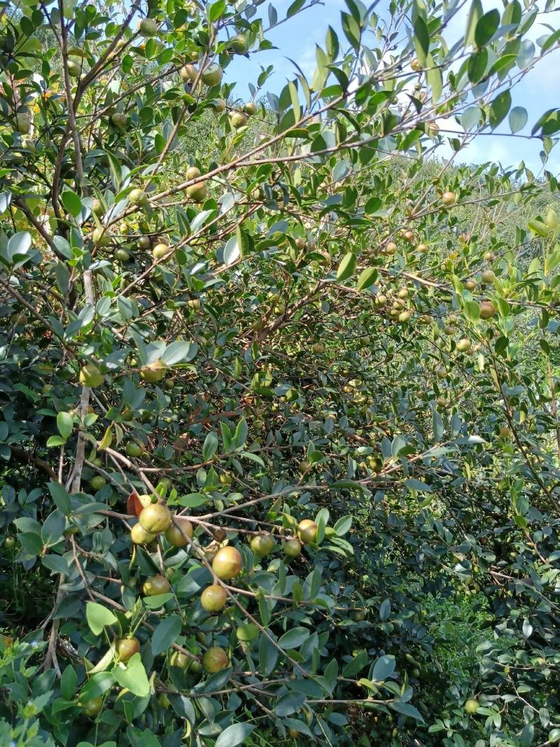 油茶鲜果