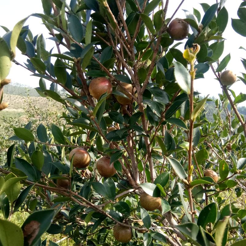 油茶鲜果