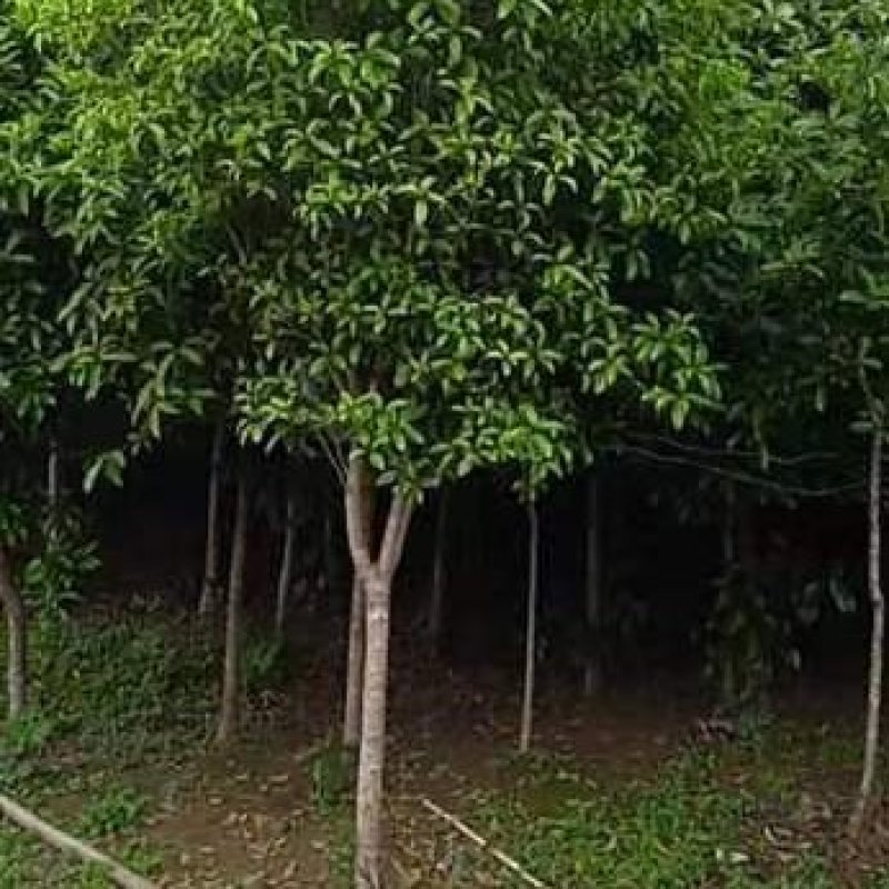桂花树