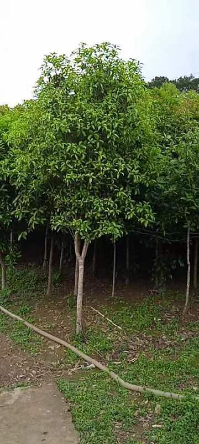 桂花树