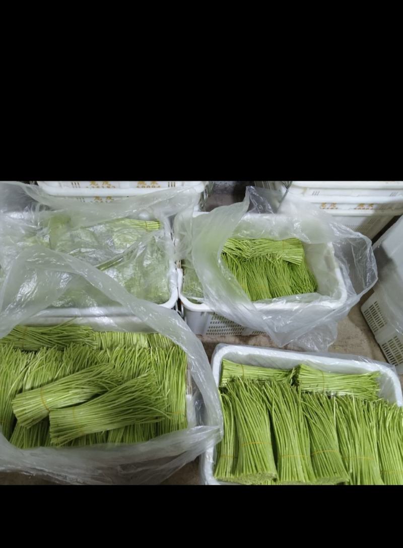 精品【芦蒿】对接电商市场商超等各类客户